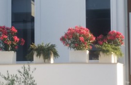 Apartmami Budva